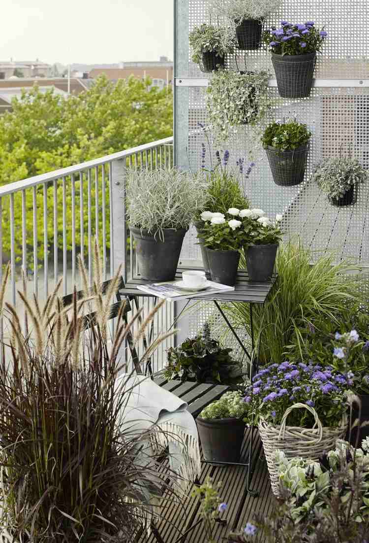 Plantas de varanda combinação azul-branca de gramíneas ornamentais