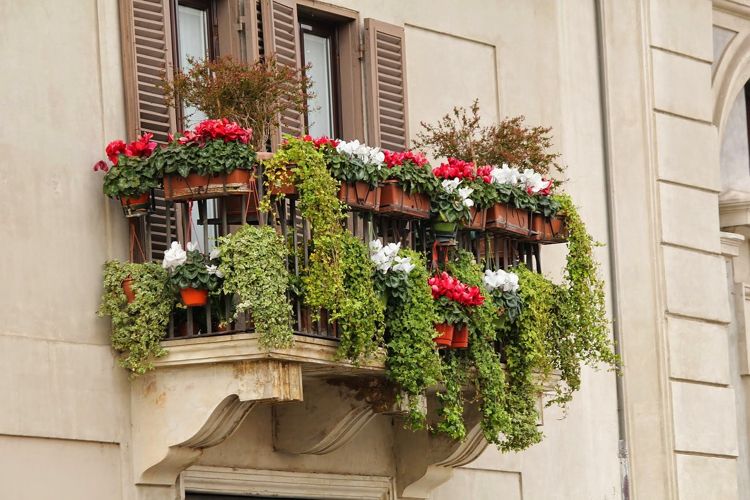 Plantas suspensas de caixa de varanda branca vermelha Cyclamen