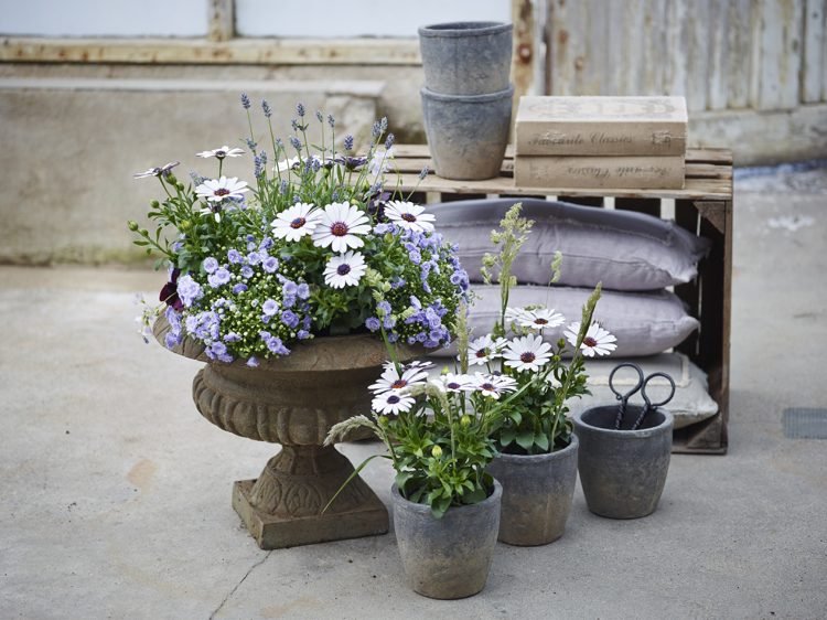 Plantas de varanda Osteospermum Campânula Lavanda Azul Branco