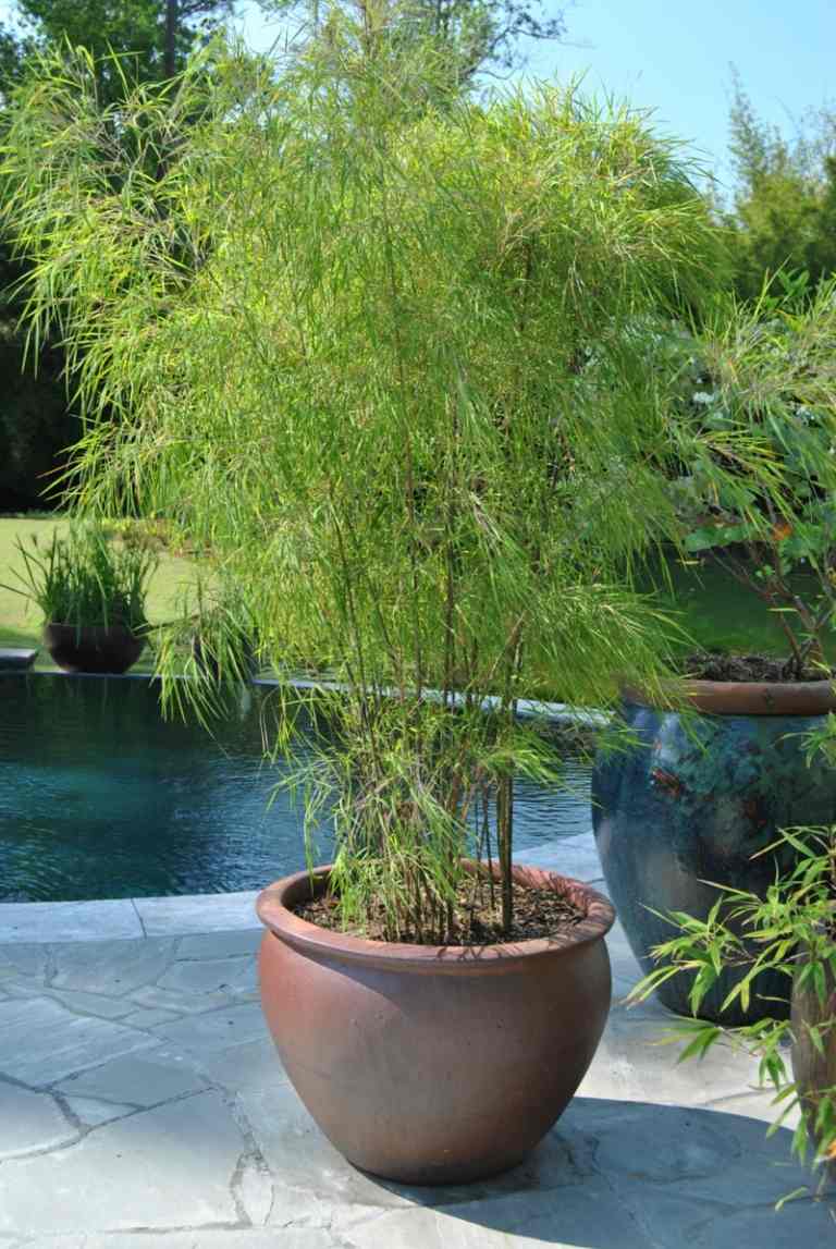 bambu na banheira estilo mediterrâneo decoração ideia piscina plantas