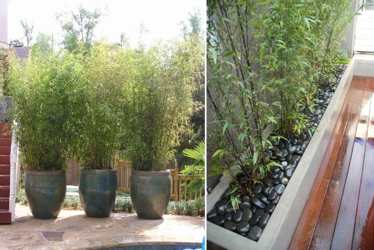 bambu-pug-planta-privacidade-tela-preto-cascalho-solo-bem drenado