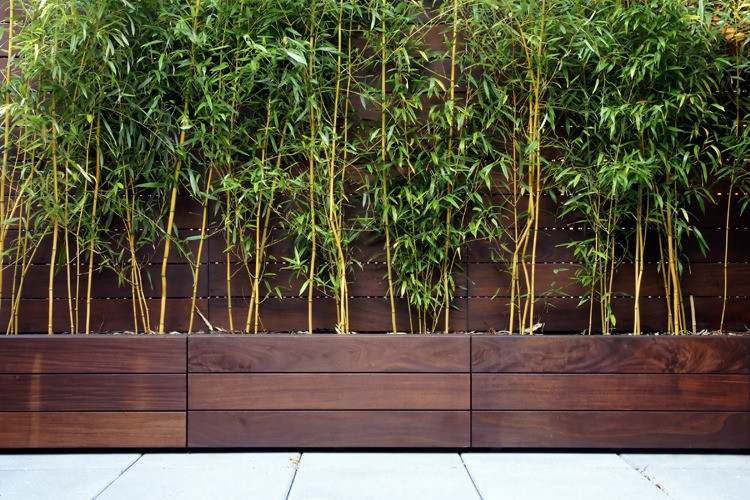 Bambu-Kubelpflanze-terraço-privacidade-cerca-plantador-madeira escura