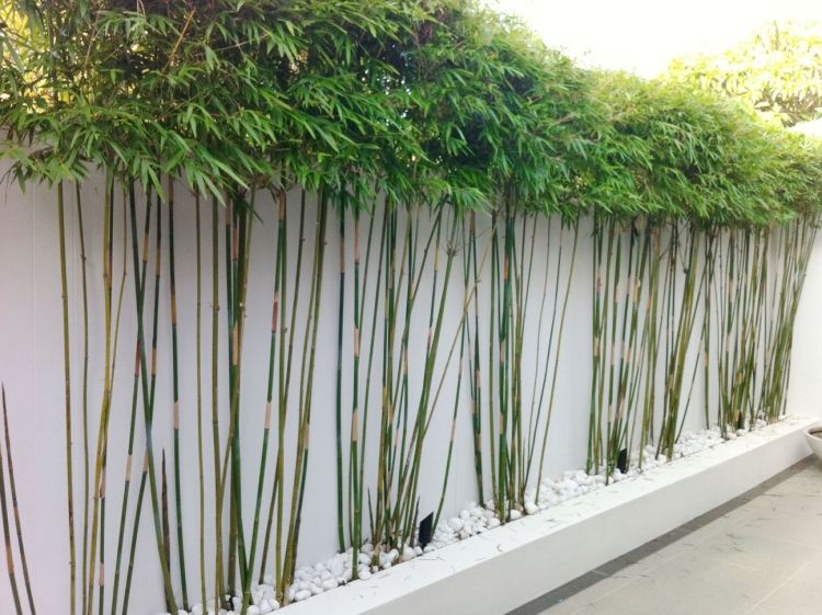bamboo-kubel-privacy-protection-white-decorative-gravel