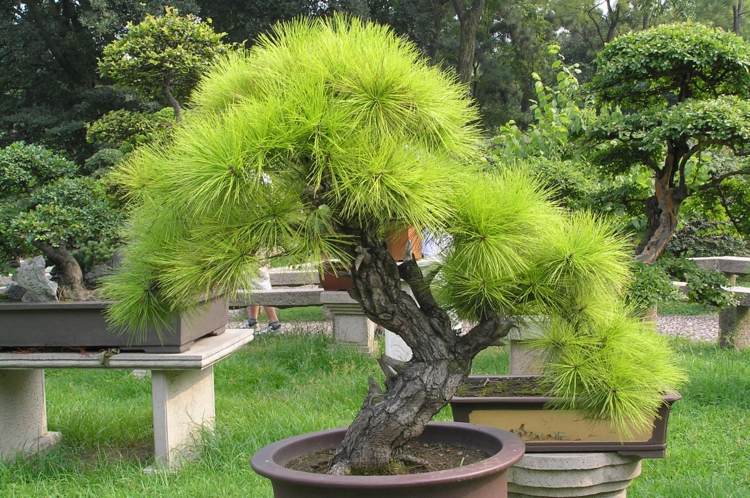 árvore bonsai grandes agulhas perenes planta bonita