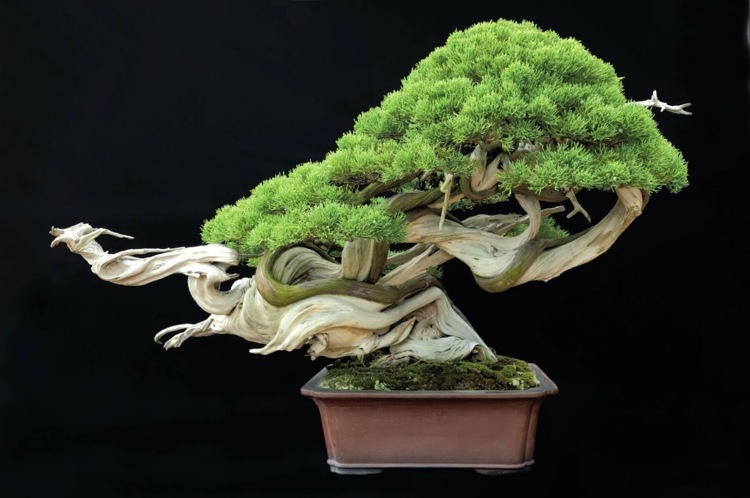 árvore de bonsai forma de tronco original dicas de cultivo cuidado