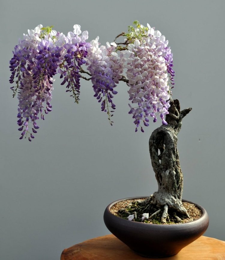 árvore bonsai glicínia ideia flor roxo romântico