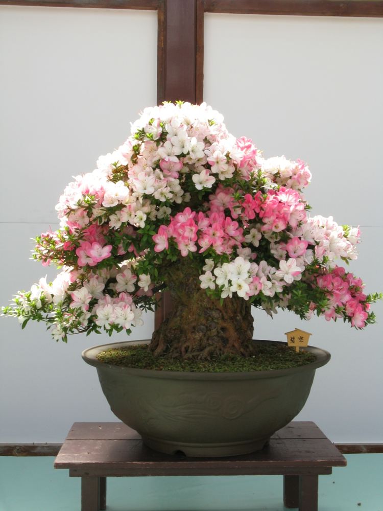 árvore bonsai rododendro flores rosa rosa tigela de tronco largo