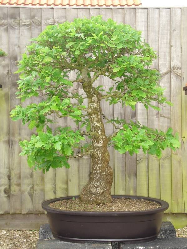 Carvalho bonsai - jardinagem interna - projeto de jardim asiático