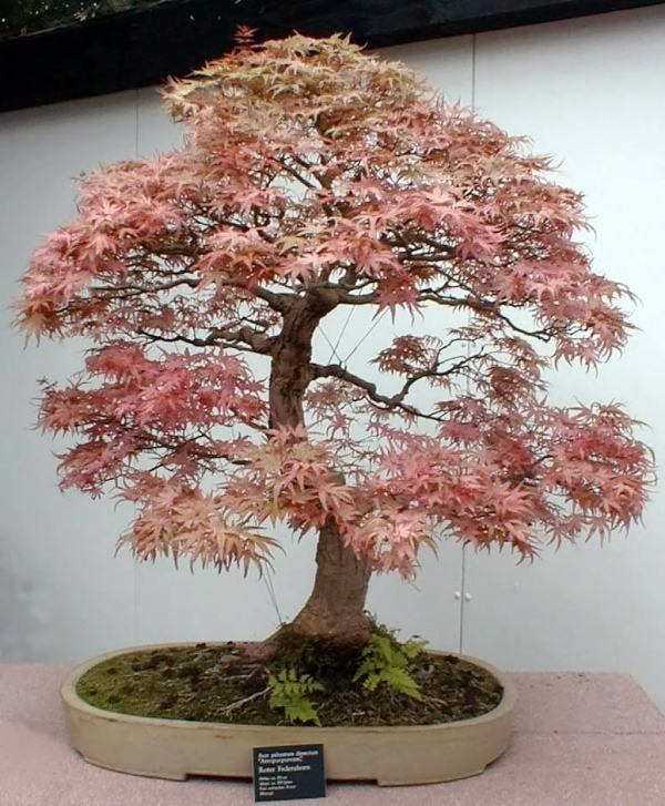 Bonsai árvores bordo laranja vermelho folhas dicas de crescimento