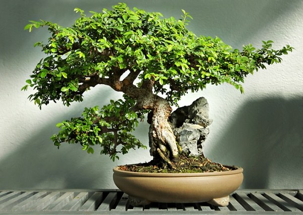 Elm Bonsai Care Location Dicas e truques de jardinagem interna