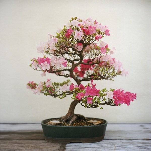 Árvores frutíferas de cereja de jardim interno adequadas para dicas de cuidados com a floração de bonsai