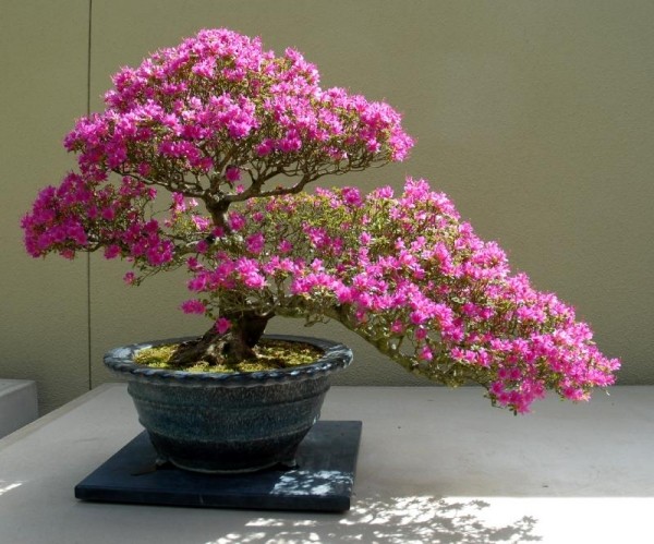 Espécies de bonsai de arbusto rosa de flor de azaléia dicas de cuidados adequados