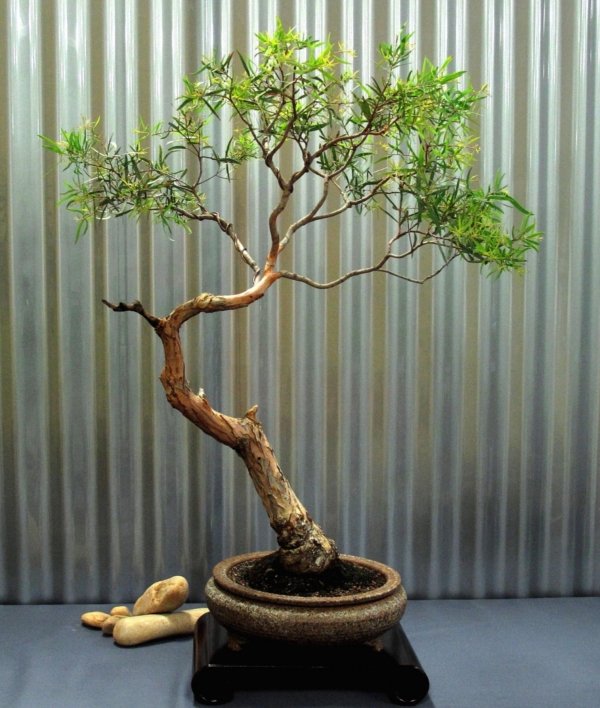 Idéias de decoração de mesa de arbustos verdes de eucalipto bonsai