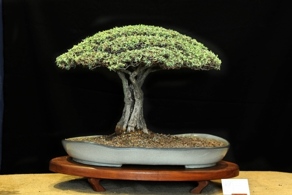 Dicas de cuidados com a árvore de bonsai acácia verde local rega