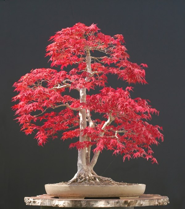 Folhas de árvore de bonsai japoneses rosa vermelha - casa mais verde