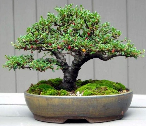 bonsai chinês cuidar da árvore corretamente - dicas de truques