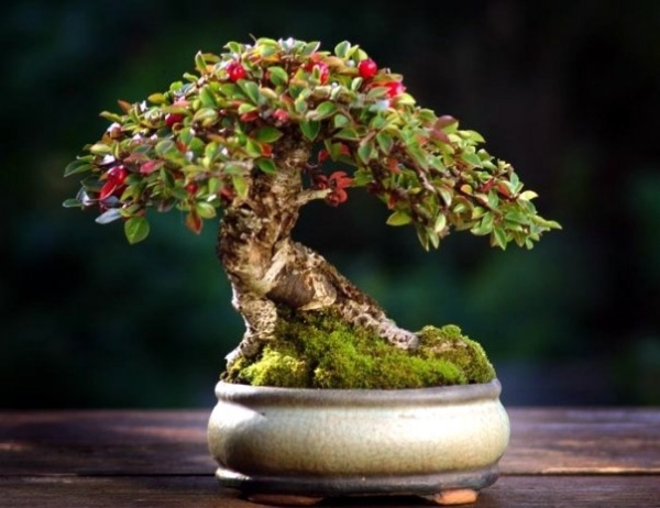 Projetando um jardim interno Árvores de bonsai - cuidando adequadamente delas