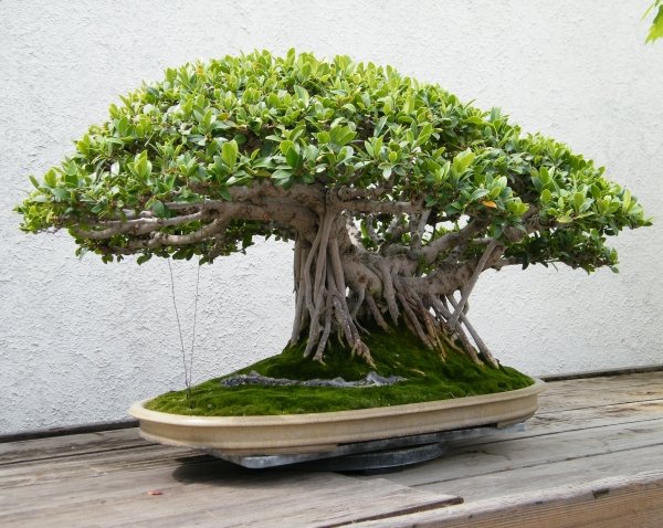 Espécies de bonsai de banyan chinês dicas de cuidados adequados