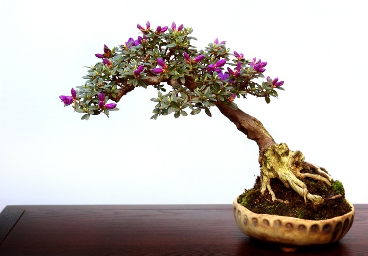 árvore bonsai rododendro flores vaso de flores roxas