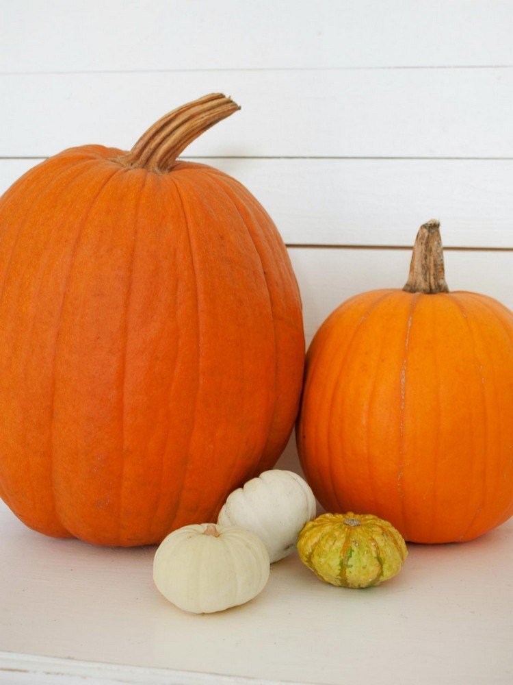 Crie ideias para abóboras de outono - tamanhos diferentes