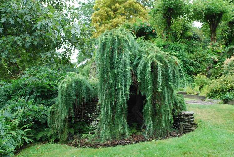 árvore perene para cuidar de pequenos jardins larício europeu