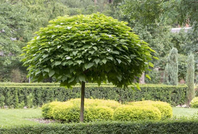 Árvore pequena para jardim Espécies de sombra Árvore de trompete em forma de bola