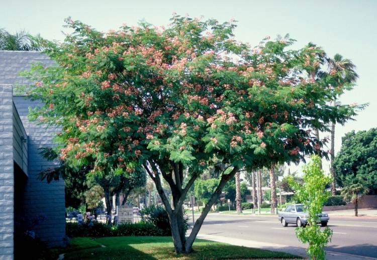 Pequena árvore para provedor de sombra de jardim nas idéias do jardim da frente