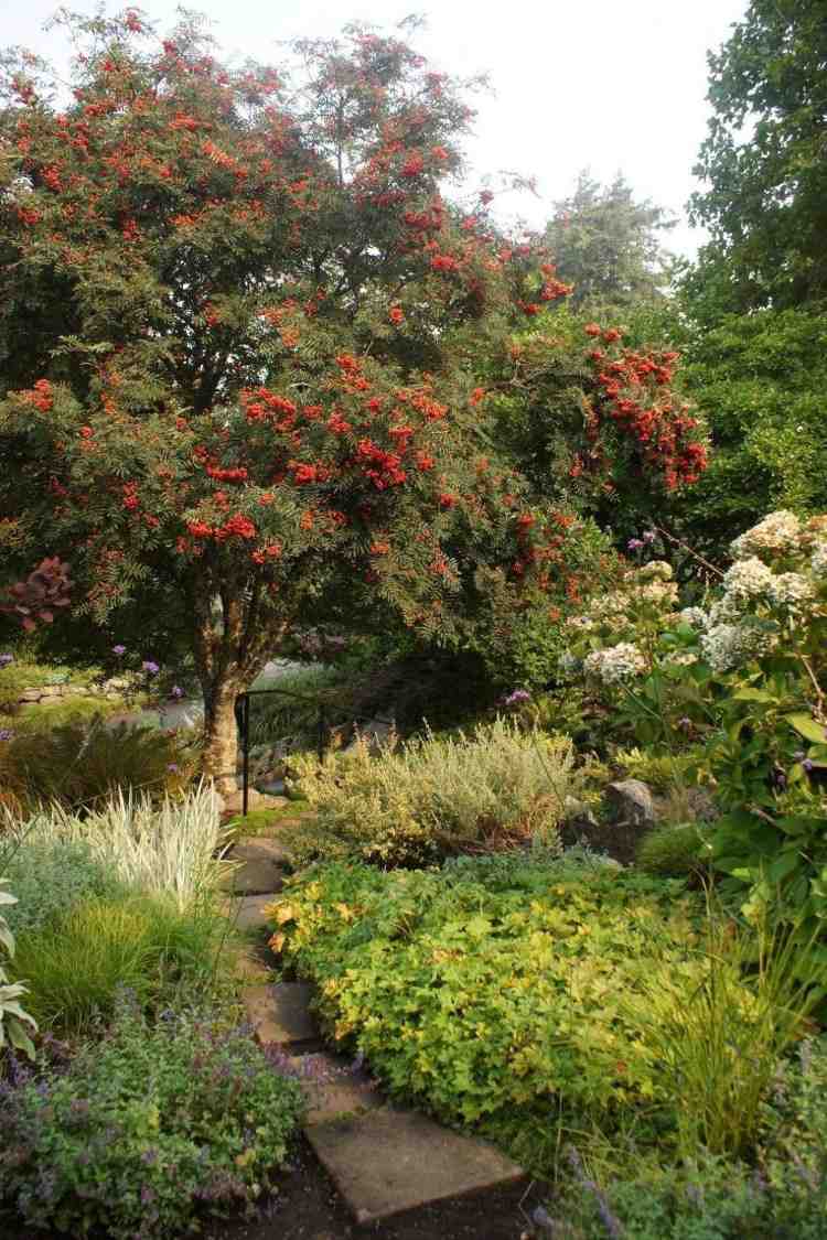 árvore estreita para pequenos jardins que crescem com árvores colunares estreitas