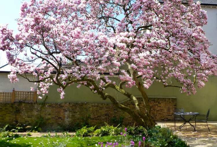 Árvores amigas das abelhas para pequenos jardins. Variedades de cerejas para pátios