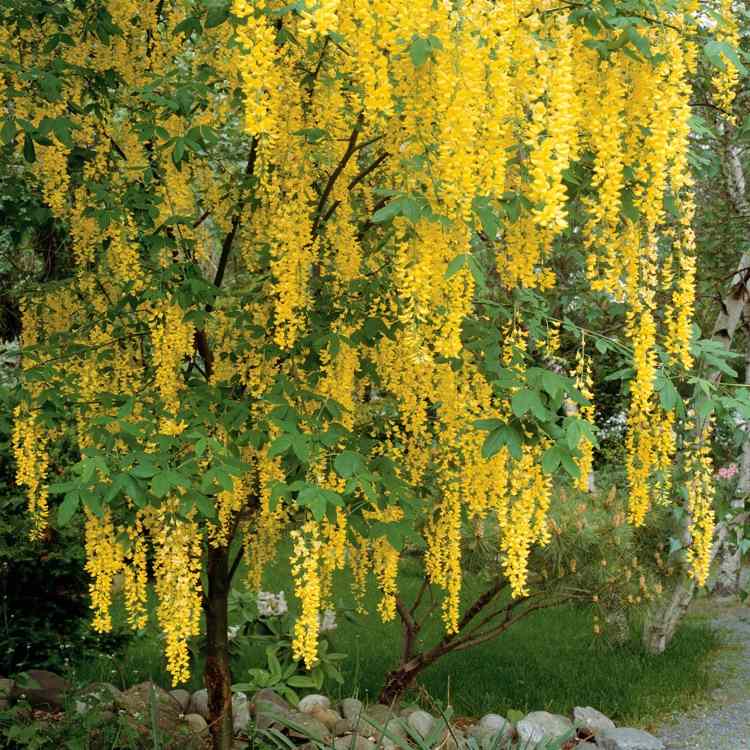 pequena árvore com menos de 10 metros para o jardim, escolha laburno