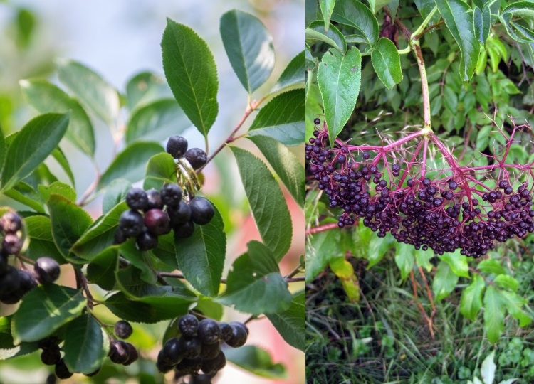 Quando cortar arbustos de bagas, dicas úteis de jardinagem