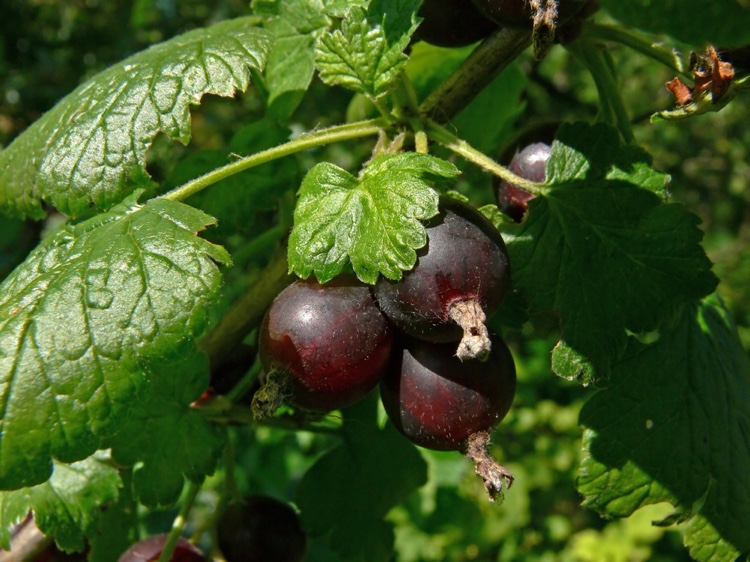 Quando e como josta berries cortam arbustos de baga em um piscar de olhos