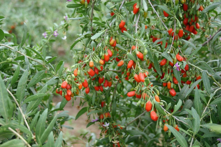 Como cortar arbustos de frutas vermelhas Dicas de cuidados para bagas de Goji