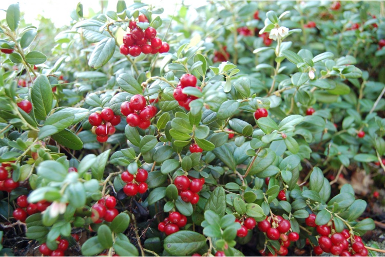 Como cortar cranberries de frutos grandes corretamente Dicas de jardinagem