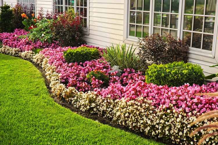 Ideias de projeto de cama - contraste de plantas - lindas