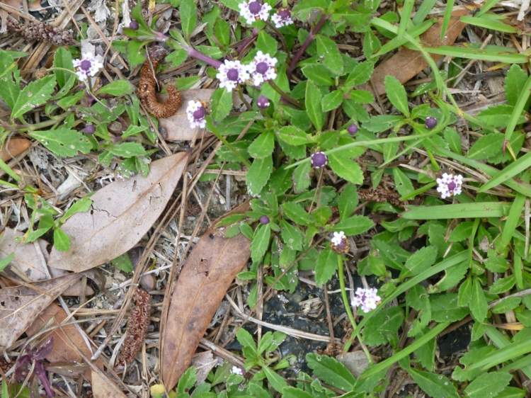 andar-no-solo-cobertura-verbena-planta-phyla-nodiflora-verão-pérolas-japão