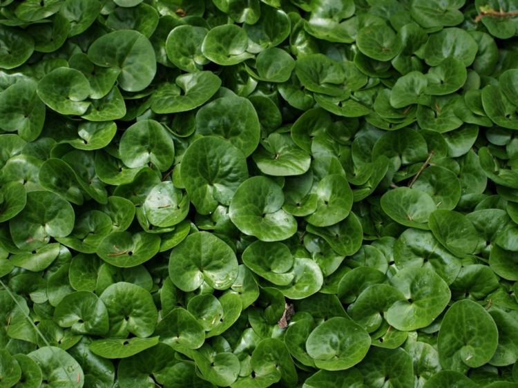 walk-in-ground cover-hazel-root-evergreen-gramado-set-hardy-garden