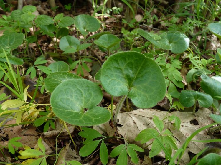 que pode ser percorrida com cobertura do solo-avelã-raiz-gramado-substituto-plantas-verde-resistente