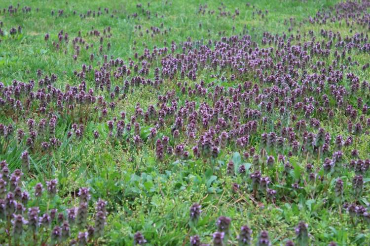 walkable-ground cover-dead-urtiga-urtiga-espécie-roxo-gramado-substituto-verde