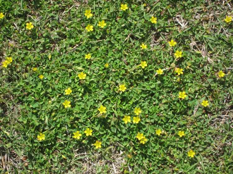 caminhada-cobertura-gramado-substituto-chifre-frutado-azeda-oxalis-corniculata-amarelo