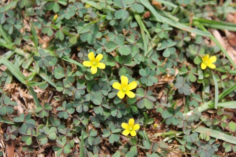 caminhada-cobertura-chão-chifre-azeda-amarelo-florescendo-oxalis-corniculata