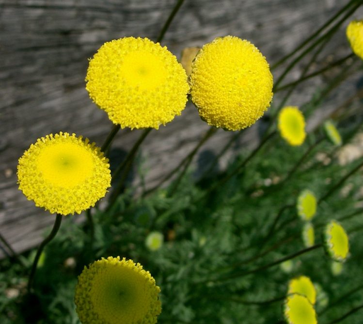 caminhada-no-solo-cobertura-plumagem-perenes-cotula-perenes-florescendo-amarelo