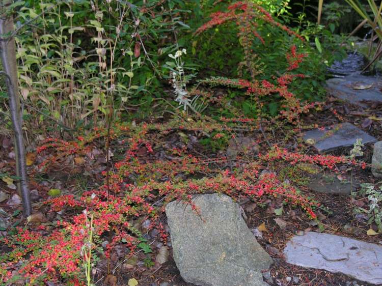 caminhada-no-solo-cobertura-gramado-substituto-cotoneaster-vermelho-baga-jardim-planta
