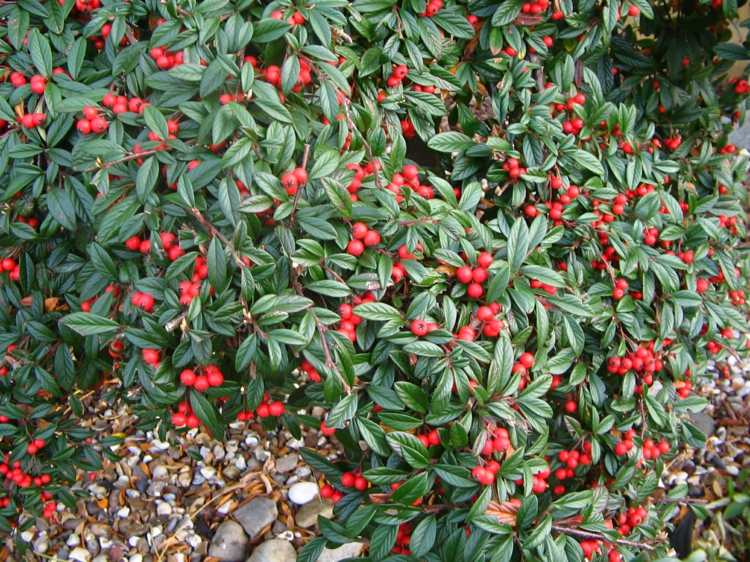 caminhada-no-solo-cobertura-bagas-vermelho-cotoneaster-planta-substituto do gramado
