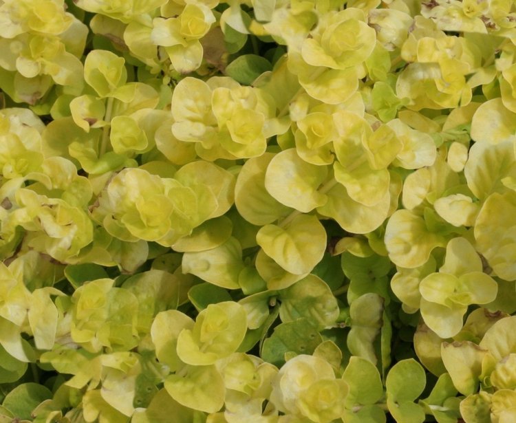 caminhada-cobertura-gramado-substituto-pfennigkraut-coinwort-hardy-yellow-lysimachia-nummularia