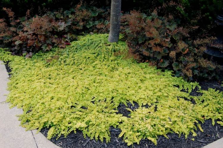 caminhada-cobertura-gramado-substituto-pennywort-hardy-yellow-lysimachia-nummularia
