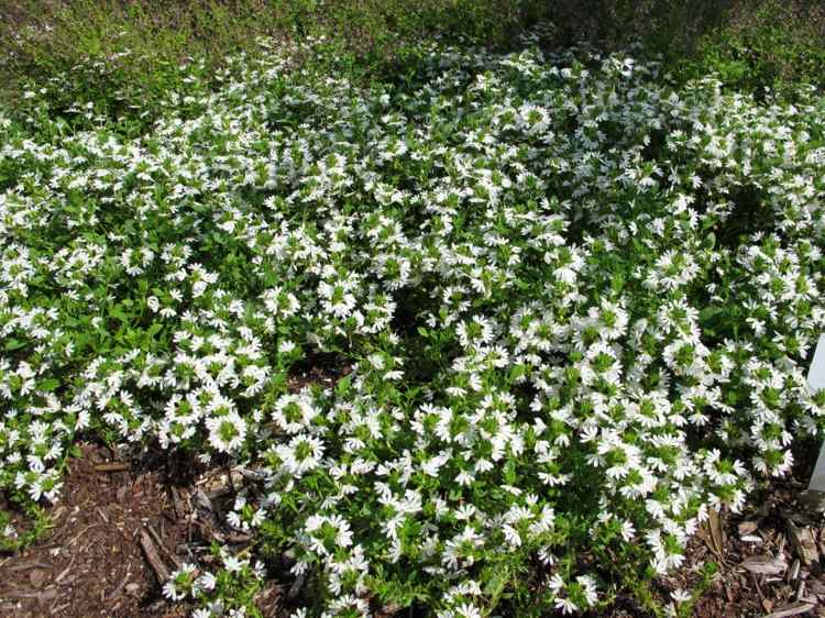 Tapete de cobertura do solo percorrível-verbena-verão-pérolas-phyla-nodiflora-japão