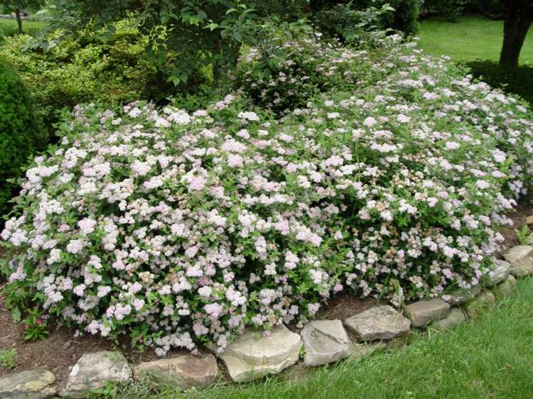 arbustos floridos branco-flor-cama-forma-pináculostrauch