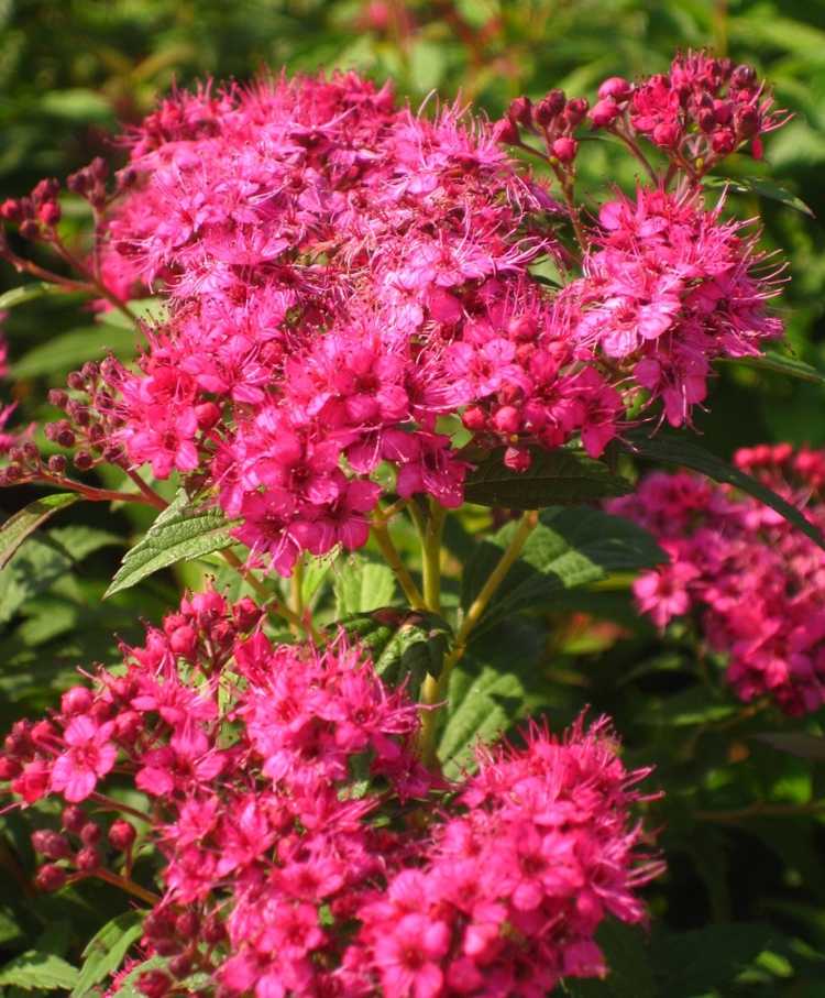 florescendo arbustos rosa-inspiração-japonês-dardos-vermelho
