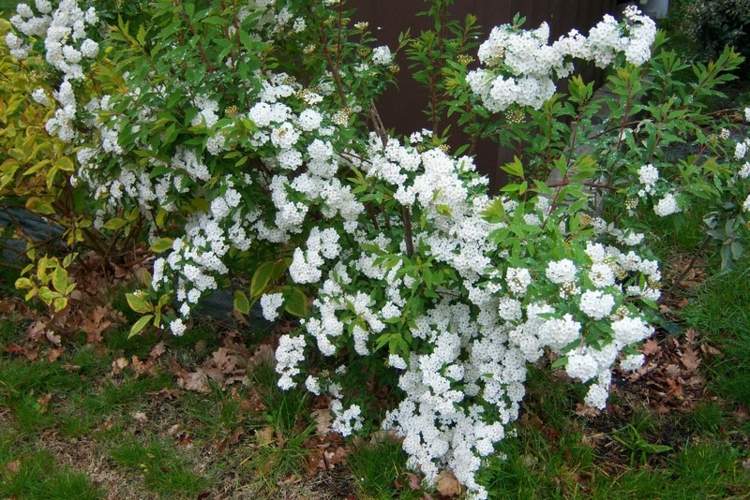 flowering-arbustos-spiraea-vanhouttei-pretty-deco-jardim-iniciantes